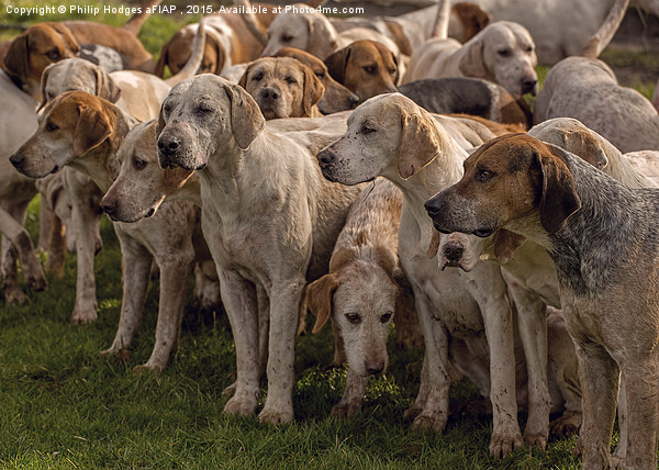   Fox Hounds ( 2 )  Picture Board by Philip Hodges aFIAP ,