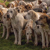 Buy canvas prints of   Fox Hounds ( 2 )  by Philip Hodges aFIAP ,