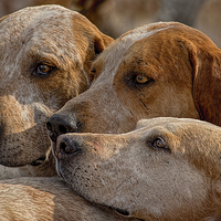 Buy canvas prints of   Fox Hounds ( 3 )  by Philip Hodges aFIAP ,