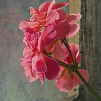 Buy canvas prints of  Geranium by Philip Hodges aFIAP ,