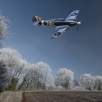 Buy canvas prints of Hedge Hopping Hurricane  by Philip Hodges aFIAP ,