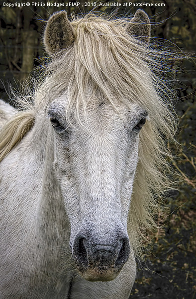  Dartmoor Pony 2 Picture Board by Philip Hodges aFIAP ,
