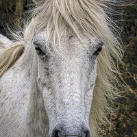 Buy canvas prints of  Dartmoor Pony 2 by Philip Hodges aFIAP ,