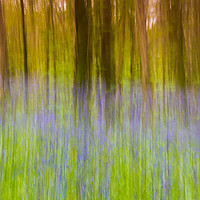 Buy canvas prints of Bluebell Impressions 1 by Philip Hodges aFIAP ,