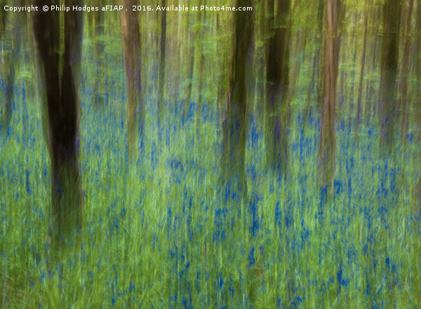 Bluebell Impressions 2 Picture Board by Philip Hodges aFIAP ,