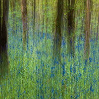 Buy canvas prints of Bluebell Impressions 2 by Philip Hodges aFIAP ,