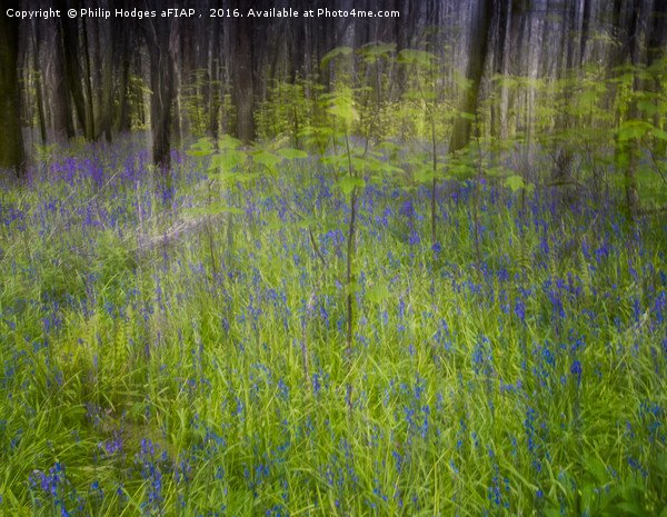 Bluebell Impressions 3 Picture Board by Philip Hodges aFIAP ,