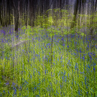 Buy canvas prints of Bluebell Impressions 3 by Philip Hodges aFIAP ,
