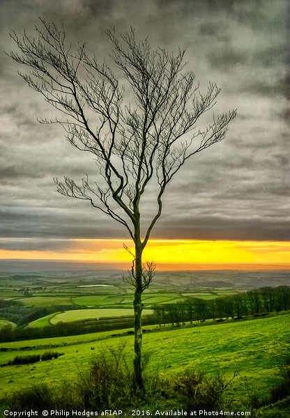 Lonely tree Picture Board by Philip Hodges aFIAP ,
