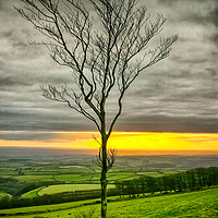 Buy canvas prints of Lonely tree by Philip Hodges aFIAP ,