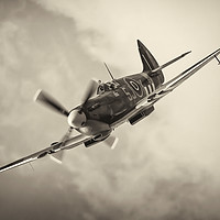 Buy canvas prints of One of the Few by Philip Hodges aFIAP ,