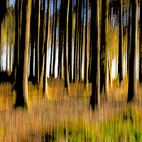 Buy canvas prints of Forest of Dreams by Philip Hodges aFIAP ,