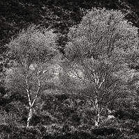 Buy canvas prints of Stirling Silver Birches by Philip Hodges aFIAP ,