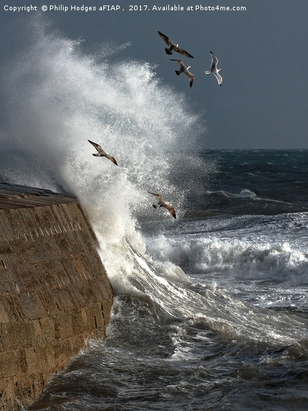 Storm and Seagulls Picture Board by Philip Hodges aFIAP ,
