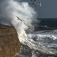 Buy canvas prints of Storm and Seagulls by Philip Hodges aFIAP ,