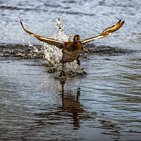 Buy canvas prints of Pochard Taking Off by Philip Hodges aFIAP ,