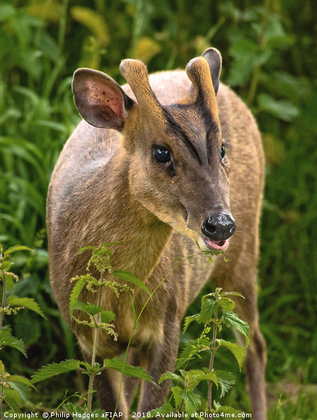 Muntjac Deer Picture Board by Philip Hodges aFIAP ,