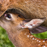 Buy canvas prints of Young Fallow Suckling by Philip Hodges aFIAP ,