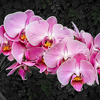 Buy canvas prints of Orchids    by Philip Hodges aFIAP ,