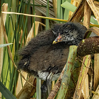 Buy canvas prints of Baby Moorhen Hiding in the Reeds by Philip Hodges aFIAP ,