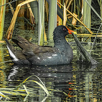 Buy canvas prints of Moorhen Pulling Weed by Philip Hodges aFIAP ,