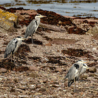Buy canvas prints of Heron group by Philip Hodges aFIAP ,