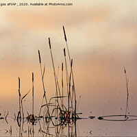 Buy canvas prints of Rushes, Floods and Mist by Philip Hodges aFIAP ,