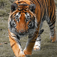 Buy canvas prints of Tiger Tiger by Philip Hodges aFIAP ,