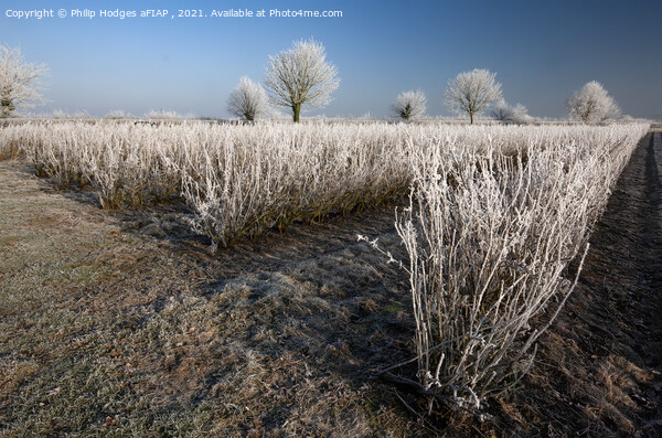 Frost on Blackcurrant Bushes Picture Board by Philip Hodges aFIAP ,