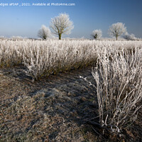 Buy canvas prints of Frost on Blackcurrant Bushes by Philip Hodges aFIAP ,