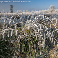 Buy canvas prints of Frost on Blackcurrant Bushes (2) by Philip Hodges aFIAP ,
