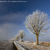 Buy canvas prints of Christmas Frost by Philip Hodges aFIAP ,