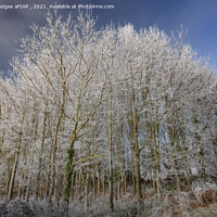 Buy canvas prints of Christmas frost (2) by Philip Hodges aFIAP ,