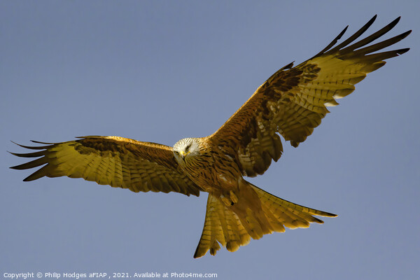 Red Kite (1) Picture Board by Philip Hodges aFIAP ,