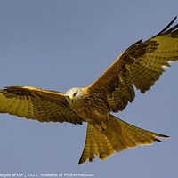 Buy canvas prints of Red Kite (1) by Philip Hodges aFIAP ,