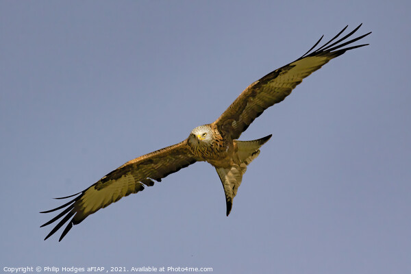 Red Kite (2) Picture Board by Philip Hodges aFIAP ,