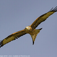 Buy canvas prints of Red Kite (2) by Philip Hodges aFIAP ,