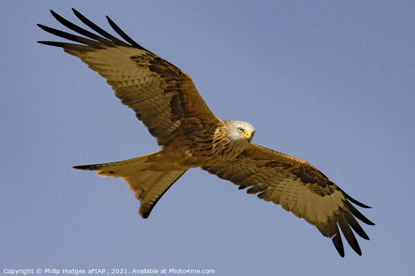 Red Kite (3) Picture Board by Philip Hodges aFIAP ,