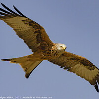 Buy canvas prints of Red Kite (3) by Philip Hodges aFIAP ,