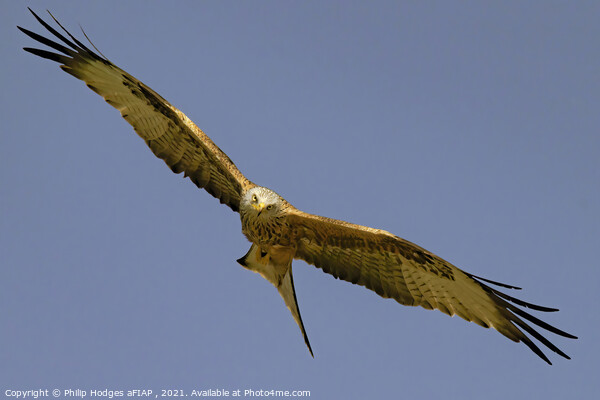 Red Kite (4) Picture Board by Philip Hodges aFIAP ,
