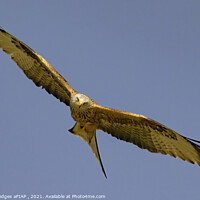 Buy canvas prints of Red Kite (4) by Philip Hodges aFIAP ,
