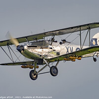 Buy canvas prints of Hawker Hind by Philip Hodges aFIAP ,