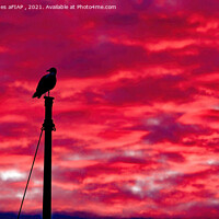 Buy canvas prints of Seagull Sentinel by Philip Hodges aFIAP ,