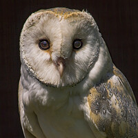Buy canvas prints of Barn Owl by Philip Hodges aFIAP ,