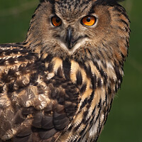 Buy canvas prints of European Eagle Owl by Philip Hodges aFIAP ,