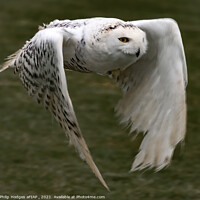 Buy canvas prints of Snowy Owl by Philip Hodges aFIAP ,