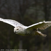Buy canvas prints of Snowy Owl Gliding by Philip Hodges aFIAP ,