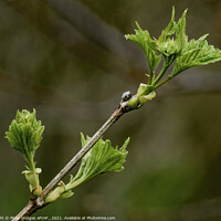 Buy canvas prints of Spring Shoots by Philip Hodges aFIAP ,