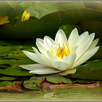 Buy canvas prints of WATERLILY by ROS RIDLEY