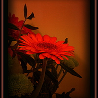Buy canvas prints of  SINGLE ORANGE FLOWER by ROS RIDLEY
